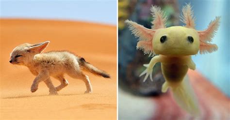 Photos Of Extremely Rare Yet Adorable Animal Babies