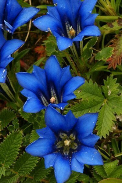 Top perennial sun plants at portland nursery and garden center. 3794 best Blue flowers images on Pinterest