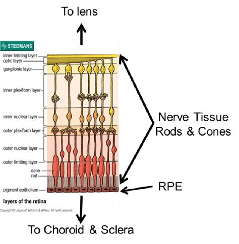Layers Of The Retina Download Scientific Diagram