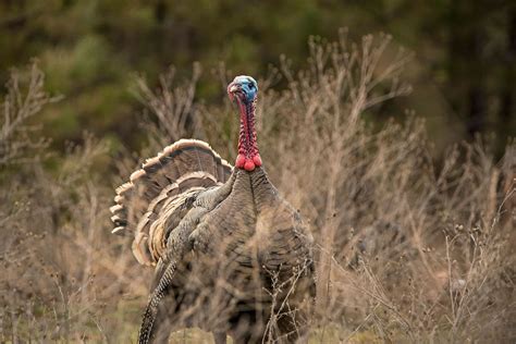 Understanding The Wild Turkey Subspecies Bowhunters United
