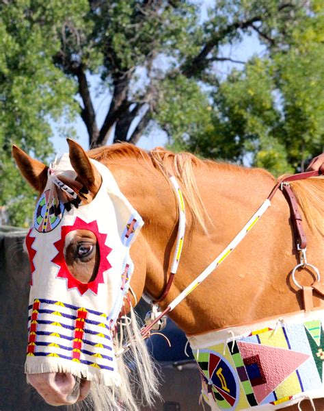Crow Fair 2014 With Images Native American Heritage Horse Costumes