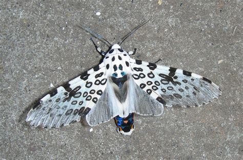 Hey, we found a black cocoon that we have identified as a giant leopard moth cocoon. Giant Leopard Moth - Facts and Pictures