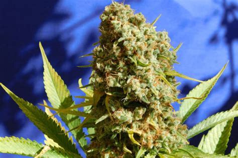 Greenside Recreational Best Cannabis Strains With High Thc