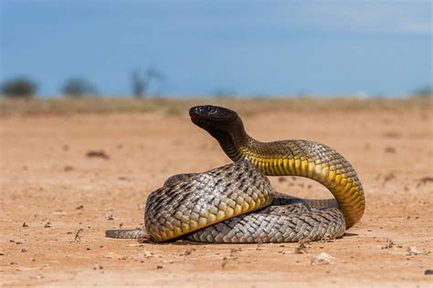 Top 10 Most Dangerous Snakes In The World What You Need To Know