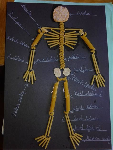 Esqueleto Humano Para Niños Proyectos De Ciencia Para Niños Aparatos