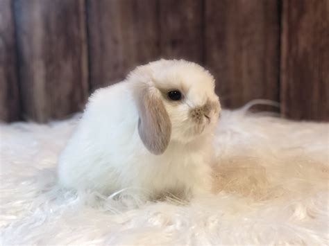 Their personality differs from rabbit to rabbit and the two genders are very similar. Holland Lop Rabbits For Sale | Woodlawn, VA #289919
