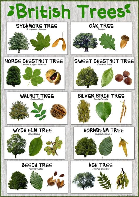 British Trees Nature Poster Paper Laminated A2 Size 42 X 594 Cm