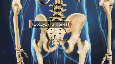 Understanding The Causes Of Tailbone Pain Spine Health
