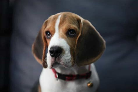 The Pocket Beagle A Complete Breed Information Guide Your Dog Advisor