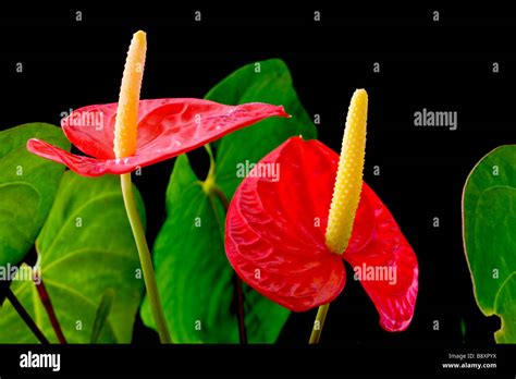 Anthurium Known As Flamingo Flower Or Boy Flower Stock Photo Alamy