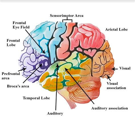 What Are The Functions Of The Cerebrum Cerebellum And Medulla Oblongata