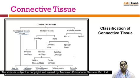 Connective Tissue Part 1 Biology Class 11 Aipmt Aiims