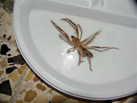 The wind scorpion is a colloquial name for a group of arthropods under the order solifugae in the class arachnida. Camel Spider Facts And Myths - Camel Spider Size, Speed ...