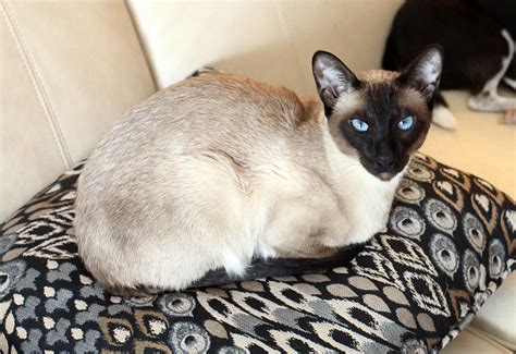 Seal Point Siamese Cat By Photoboater On Deviantart