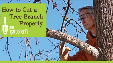 How To Cut A Tree Branch Properly Youtube