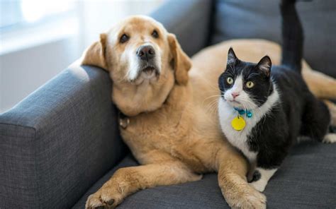 While the veterinary community is still dealing largely with unknowns amidst the novel coronavirus pandemic, most of what they do know should come as a relief to pet owners. Study Finds Dogs Are Smarter Than Cats | Travel + Leisure