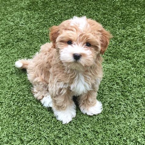 Top 10 Best Small Dog Breeds For Families With Children ...
