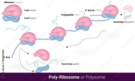 Structure Ribosome Infographics Vector Illustration Stock