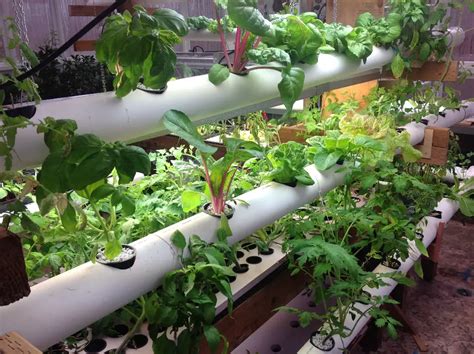 19 DIY Hydroponic Plans You Can Easily Set Up