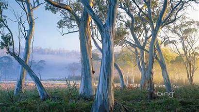 Bing Australia Wallpapers Gum Trees 1080p Snow