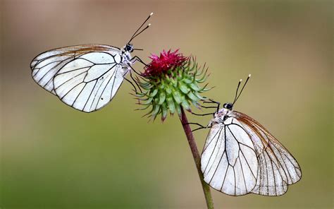 Beautiful White Butterfly On Flower Spike Desktop Wallpaper Hd For