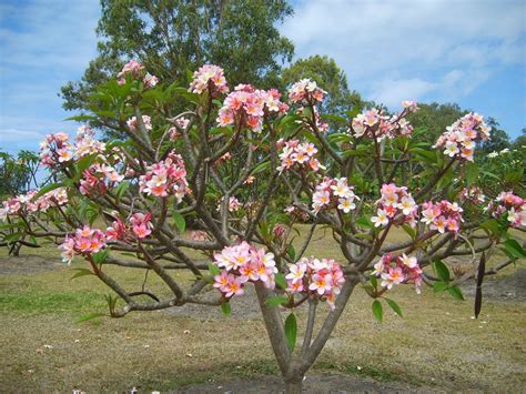 Our mission has always been to provide the best customer satisfaction and the best selection of quality. Pin on Plumeria
