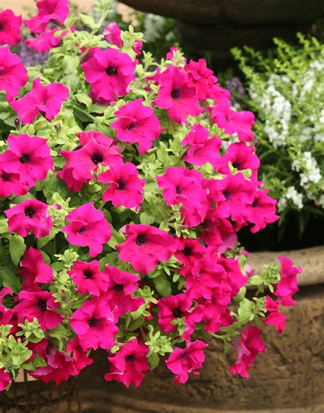 Tough petunia varieties with smaller leaves and flowers; SURFINIA® Giant Purple | The No.1 Petunia brand, colors ...