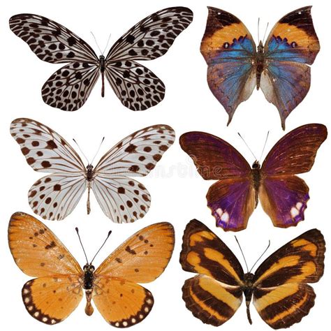 Collection Of Colored Butterflies Stock Photo Image Of Animal Macro
