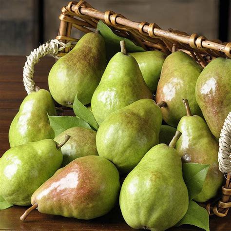 Dwarf Bartlett Pear Tree The Golden Standard Of Pear Flavor Grown R