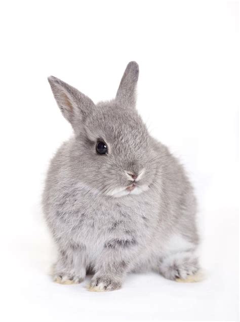 Gray Baby Bunny Stock Image Image Of Isolated Easter 19072535
