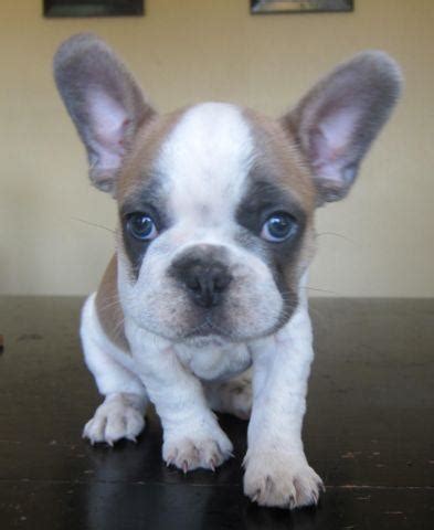 A sable frenchie usually looks like a fawn frenchie with darker black hairs covering throughout the coat. Shawn - Blue Fawn Frenchie for Sale in New Braunfels ...