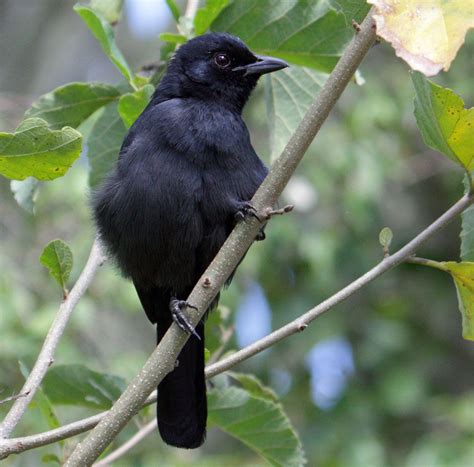 Check spelling or type a new query. Black Cuckoo (Cuculus clamosus) by Sergei Golyshev ...