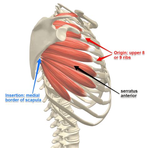 5 Serratus Anterior Exercises For Strong And Healthy Shoulders