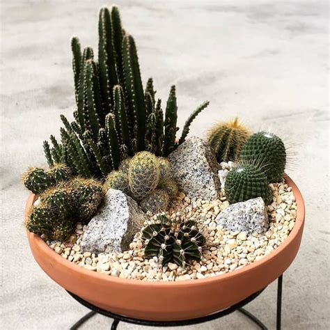 Indoor Tiny Desert Diy Cactus Garden Cactusgarden How Can You Design A