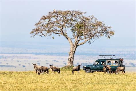 The 12 Best National Parks In Kenya African Vibe Tours And Events