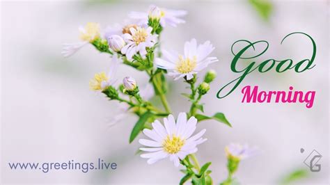 Here you will find animated images of hearts and flowers, as well as many beautiful animated cups of coffee and tea with inscriptions. ** Greetings.live ** free HD Images to express wishes, all ...