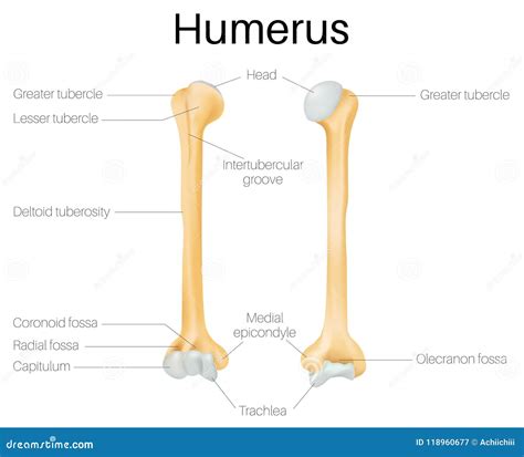 Os De L Hum Rus Illustration De Vecteur Illustration Du Sain