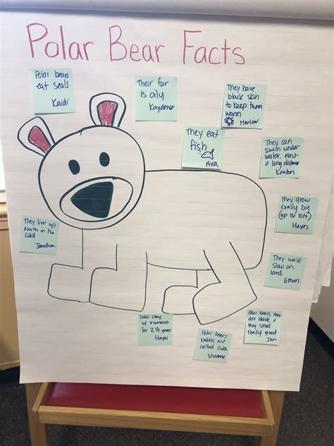 Polar Bear Facts Anchor Chart For Pre K Arctic Animals Preschool