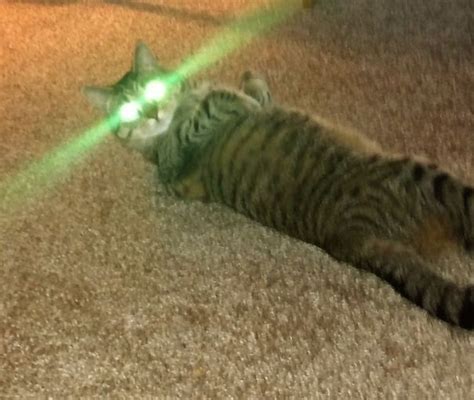 50 Pics Proving That Cats Are Actually Demons Cats Evil Cat Scary Cat