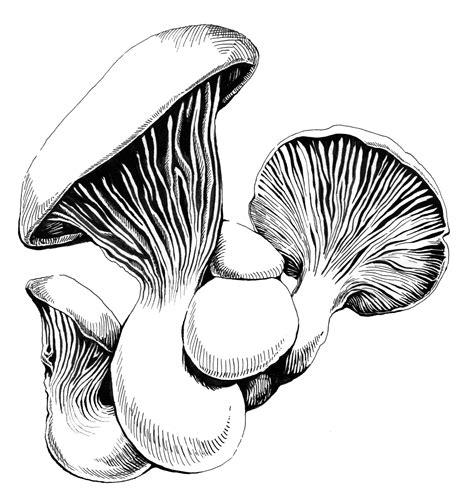Fungi Drawing Free Download On Clipartmag