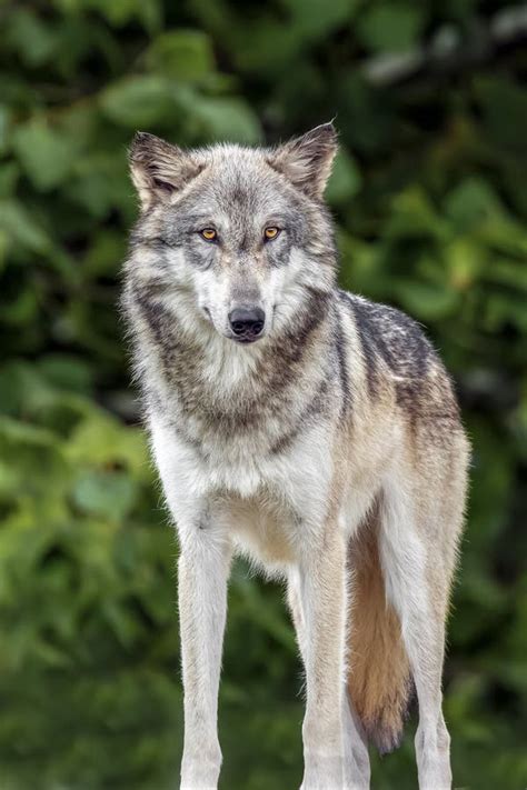 Standing Wolf Wolf Park Indiana Stock Photo Image Of Nature Lone