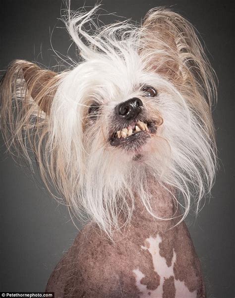 Who Says Aging Is Ruff Captivating Photos Show Dogs In The Last Years
