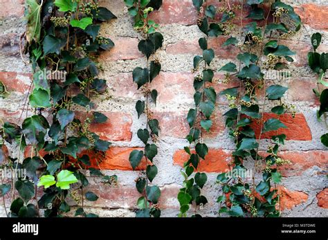 Ivy At A Brick Wall Stock Photo Alamy