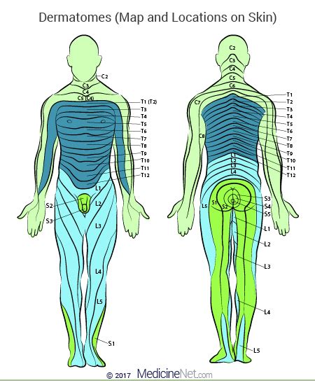 Dermatome Map Head And Neck