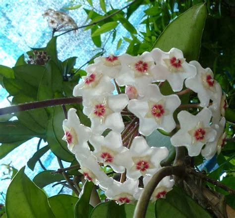 Per questo cactus bisogna fare attenzione alla posizione: Ha Fiori Gialli A Grappolo Iperico