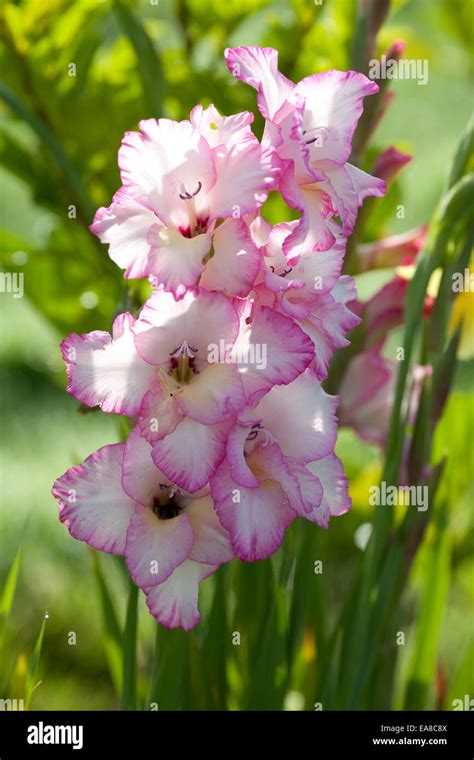 Tall Pink Flower High Resolution Stock Photography And Images Alamy