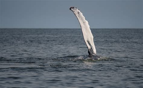 Humpback Whale Saying Hello Sandy Hook Nj Thank You Ver Flickr