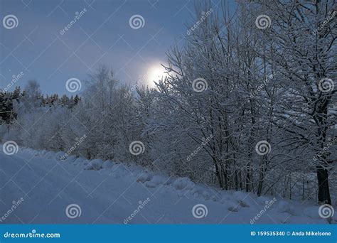 Winter Morning Moon Behind Trees Moonlit Snow Covered Trees