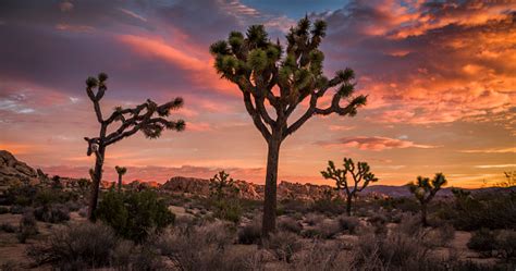 Joshua Tree Desert Landscape At Sunset Stock Photo Download Image Now Istock