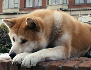 The original film told the true story of the akita dog named hachikō who lived in japan in the 1920s. Hachiko - Eine wunderbare Freundschaft Film (2009 ...